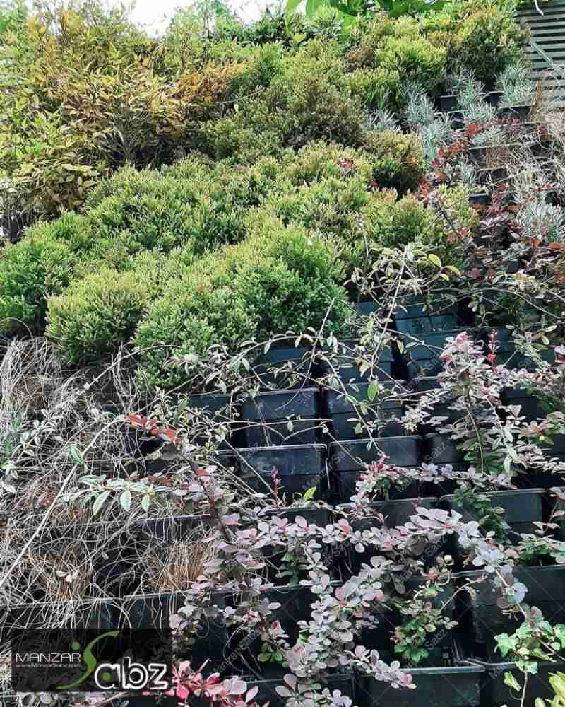 عکسی از پروژه دیوار سبز درکه در حال نمایش گیاهان پروژه