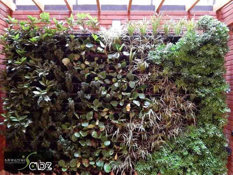 عکسی از پروژه دیوار سبز هدایت (پاسداران) در حال نمایش گیاهان داخل پروژه از نمای نزدیک