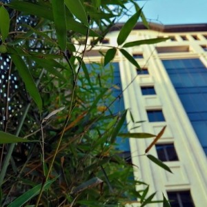 نمای ساختمان از شرکت از پشت برگهای نی خیزران کاشته شده در فلاورباکس های فلزی