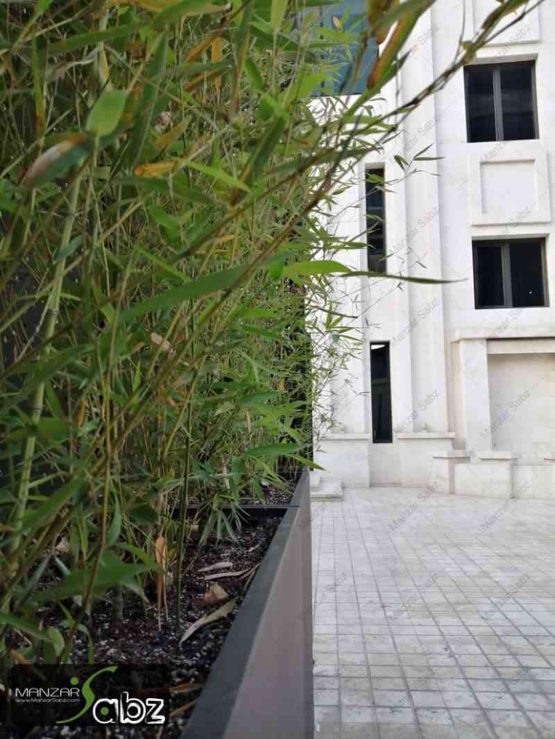 عکسی از پروژه محوطه آرایی بخارست در نمایش گیاه های در پروژه