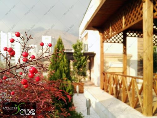 نمای نزدیک از دانه های گیاه ناندینا در پروژه روف گاردن آبکوه nandina plant on the green roof