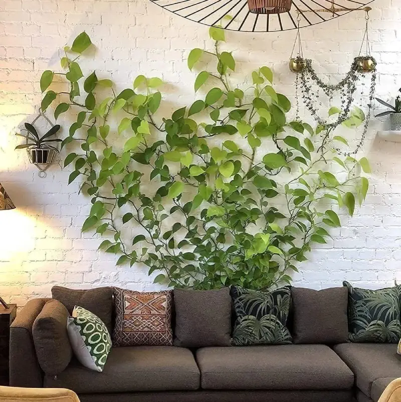 اتصال پتوس به دیوار با روش آسان