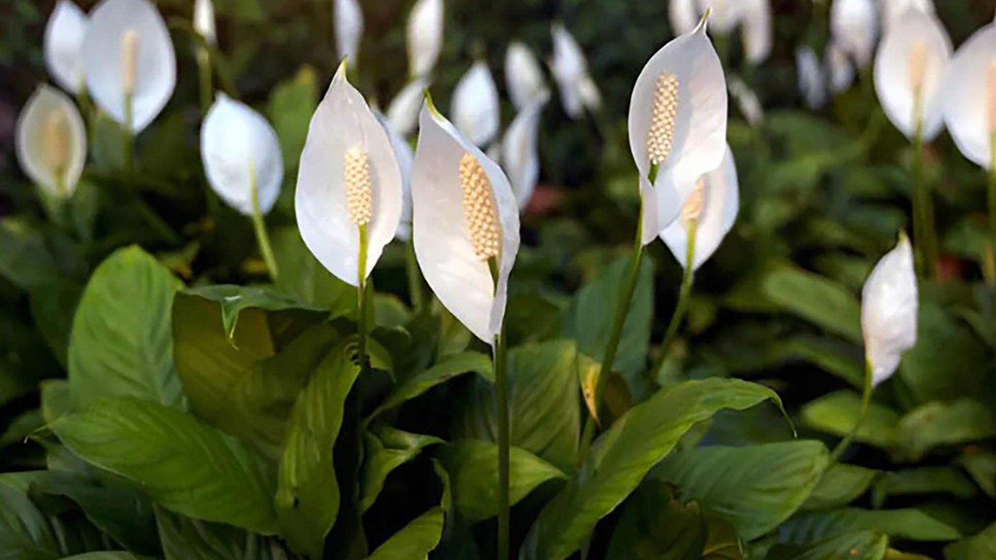 Spathiphyllum sp اسپاتی فیلوم