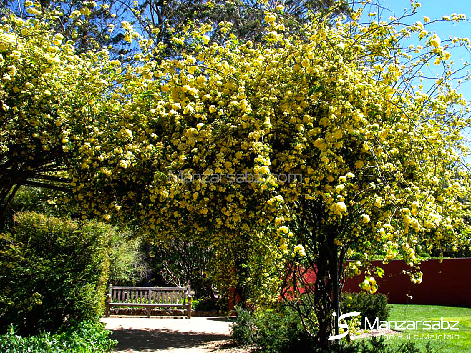 آبشار طلایی