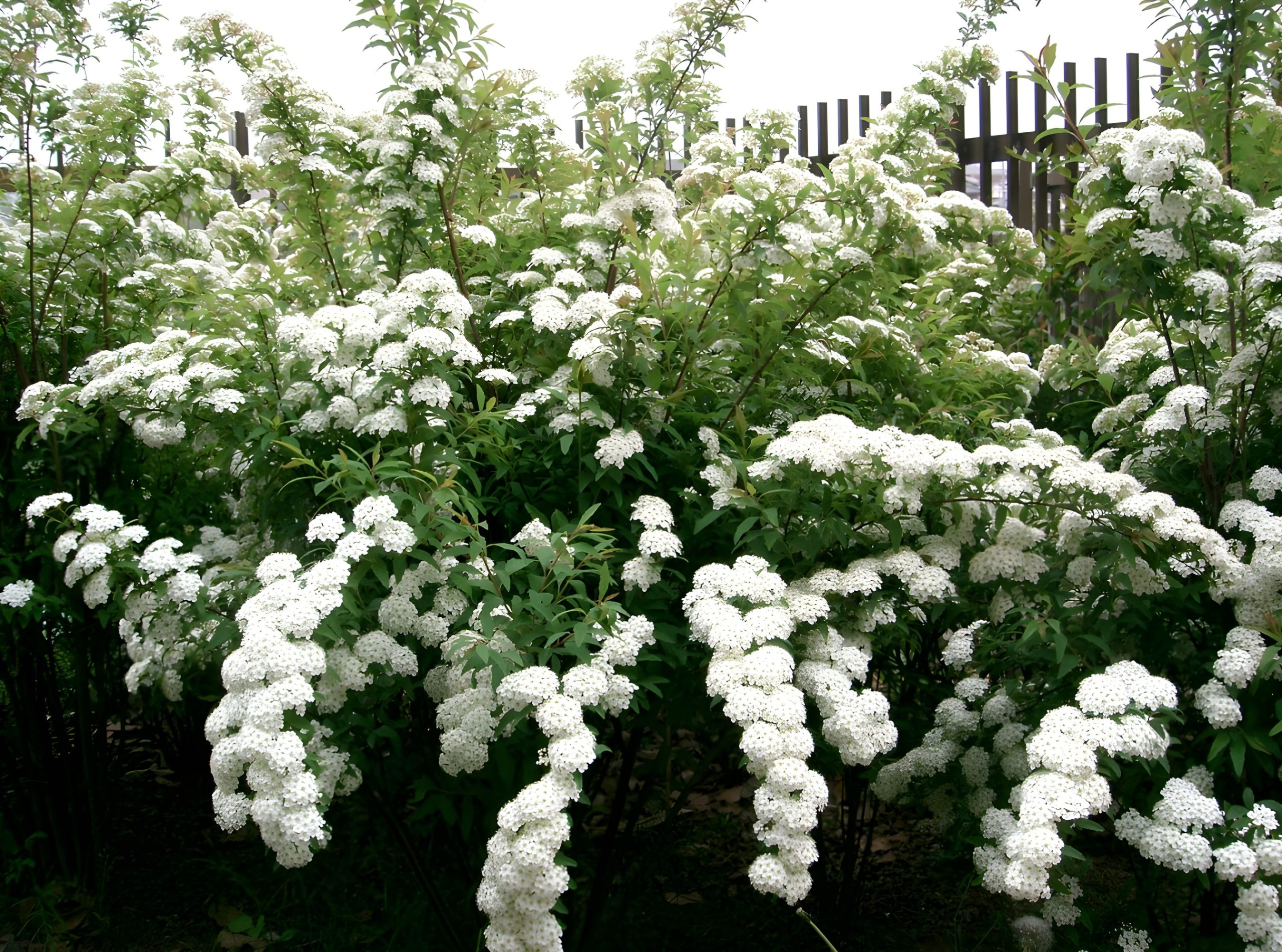 اسپیره سفید