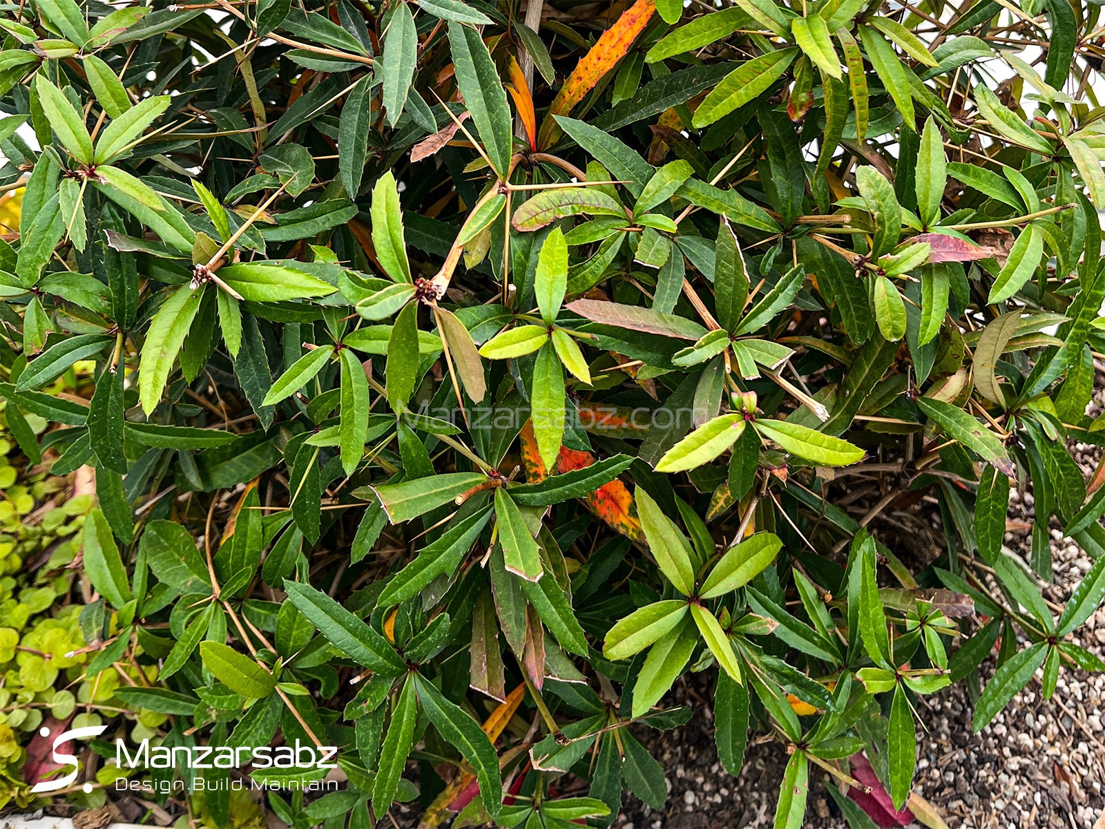 بربریس زینتی