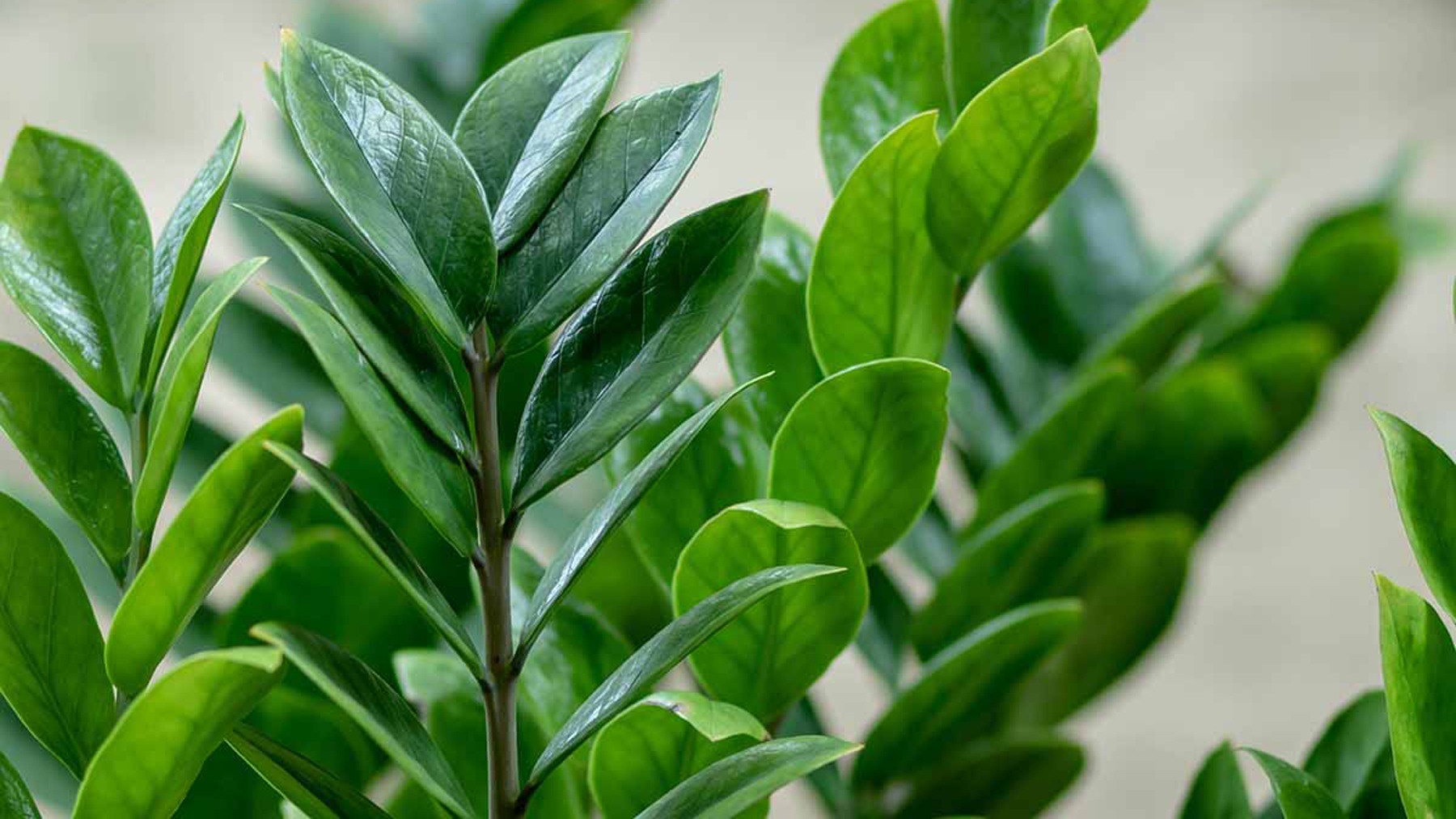 Zamioculcas zamiifolia