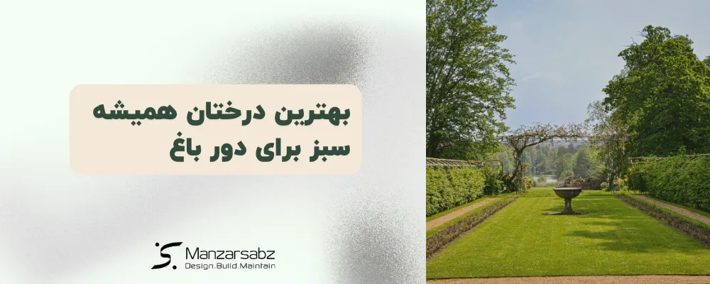 بهترین درختان همیشه سبز برای دور باغ