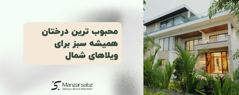 محبوب ترین درختان همیشه سبز برای ویلاهای شمال