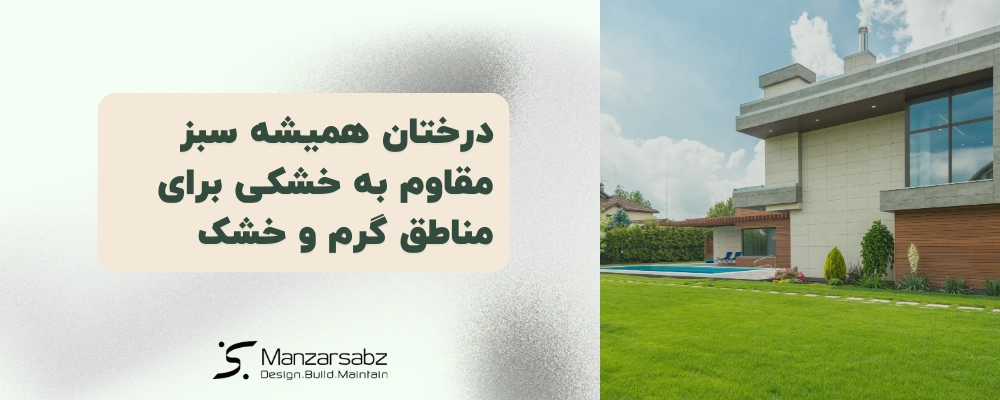 درختان همیشه سبز مقاوم به خشکی برای مناطق گرم و خشک
